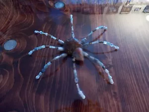 Specialty PET AGATE SPIDER, Genuine Pedigreed, ROCK BEADS Minions Stone - Picture 1 of 4