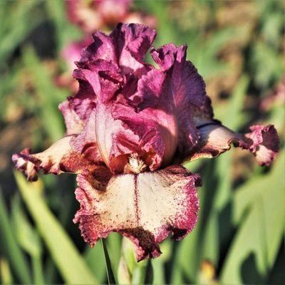 Easy to Grow Bearded Iris Rockstar Plant Bulbs, Flowers in Spring and Fall - Image 1 of 4