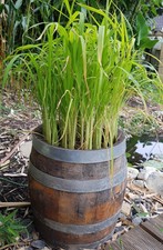 echter Reis Samen, Oryza sativa ssp. japonica, WHOLESALE, Bulk