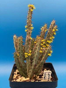 Euphorbia Louwii - 4.5 Inch Pot - Super Healthy! USA Grown! - Picture 1 of 6
