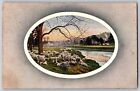 Oval Sheep Group, Tree Water and Mountain in Distance - Vintage Postcard