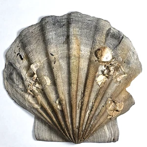 DETAILED Scallop Fossil | Chesapecten Jeffersonius | Pliocene | 4.0 x 4.25" - Picture 1 of 3