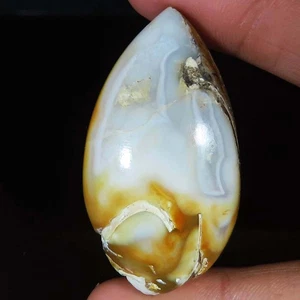 (28X54X15 MM) 171.40 Carat. NATURAL FOSSIL SNAIL DRUZY CABOCHON LOOSE GEMSTONE - Picture 1 of 6