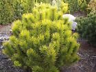 Pinus mugo Carstens Winter Gold Dwarf mountain Pine grafted in 5L pot for bonsai