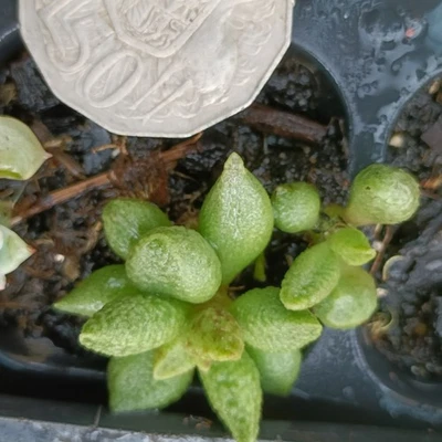 Adromischus marianiae rare succulent  plant - Image 1 of 3