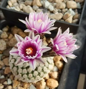 15 Samen/Seeds Turbinicarpus valdezianus - Bild 1 von 3
