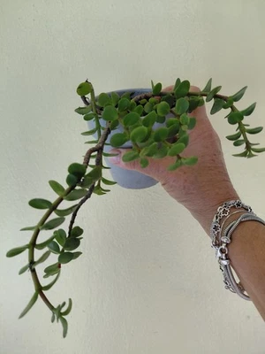 Baby elephant bush, Dwarf Jade Plant, Portulacaria Afra, bonsai, succulent  - Image 1 of 3