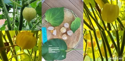 Physalis Sorte: Dulceria - Bild 1 von 4