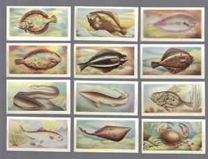 CIGARETTE/TRADE/CARDS. White Fish Auth. THE FISH WE EAT. (1954).(Full Set of 25)