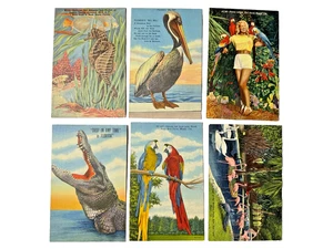 Lot of 6 Postcards Florida Rare Bird Farm Parrot Jungle Seahorse Miami Fla - Picture 1 of 11