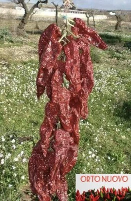 130 Semi Peperone Crusco Selezionati Di Senise, Originali Italy - Immagine 1 di 4