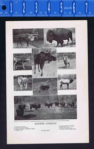 Hoofed Animals & Skunk-Porcupine-Polar Bear-Wolf-Racoon-Woodchuck -1947 Print - Picture 1 of 2