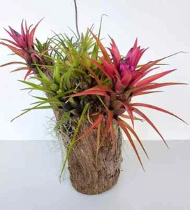 AIR PLANT-Achmea recurvata-Tillandsia-PURPLE FLOWERS & PINK FOLIAGE, ORNAMENTAL - Picture 1 of 11