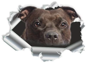 Adhesivo agujero de bala, motivo "Pit Bull" - Imagen 1 de 1