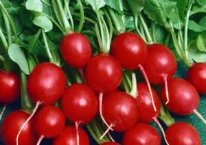 Radies Wiener Red Drift, semi BIO, crescita rapida, circa 200 grani - Foto 1 di 2