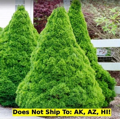 Dwarf Alberta Spruce Tree 1-2ft H Outdoor Evergreen Tree Deer Resistant Plant - Image 1 of 4