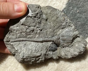 Rare 3.5 inch Ichthyocrinus laevis  crinoid Silurian Rochester Shale of NY - Picture 1 of 6