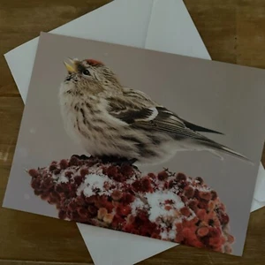 Common Redpoll Greeting Card Family & Friend Blank Note Card with Envelope - Picture 1 of 4