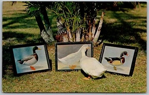 Postal de Naples Florida 1970 Sweetie Face Duck Vaudevil Show - Imagen 1 de 2