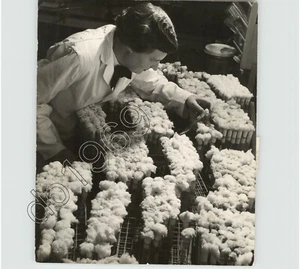 CIENTÍFICO INVESTIGADOR con TUBOS DE ENSAYO con tapa de algodón de culturas de moho años 50 Foto de prensa - Imagen 1 de 2