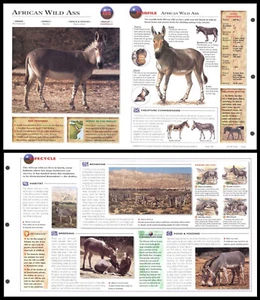 Ausklappbares Blatt - African Wild Ass - 156 - Bild 1 von 1