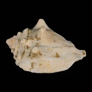 3.1" Strombus Bubonius Fossil Shell Gastropod Pliocene Age Almeria, Spain - Picture 1 of 10
