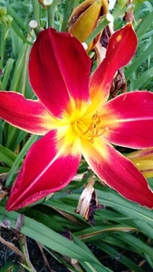 Ruby Spider - Daylily Live Plant 2 Fans Perennial Flower - Picture 1 of 1