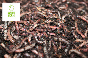 Live compost worms for wormery 100g, Mixed Size
