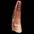 1.9&quot; Spinosaurus Fossil Tooth 100 Mil Yrs Old Cretaceous Dinosaur COA &amp; Stand