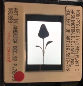 Ellsworth Kelly "Plant I ” Color Field Hard Edge 35mm Art Slide - Picture 1 of 3