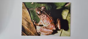 WWF Postcard - Thomasset's Frog - Picture 1 of 1