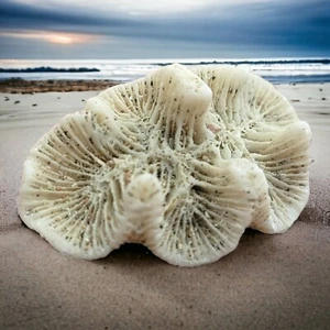 Natural Caribbean Coral, 0.35 oz, Just under 2 inches, ideal for a necklace. - Picture 1 of 7