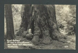Ca 1936 Real Post Post Card Muir Woods Ca Giant Sequoia Red Wood Tree  - Picture 1 of 1