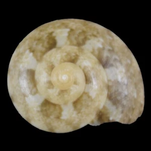 SERICOMINOLIA VERNICOSA (Mactan Isl., Philippines) 6.1mm #47411 - Picture 1 of 3