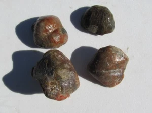 Beautiful Lot (4) Mollusk shells Fossils 38.9 Grams  - Picture 1 of 3