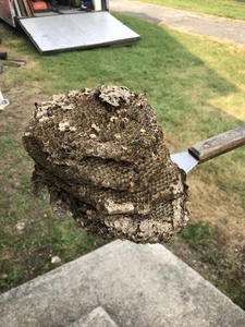 Hornissennest mit kahlem Gesicht 4 Schichten - Bild 1 von 5