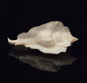 Muricidae Timbellus Bednalli - White - 45mm - Beautiful Wings & Structure - Picture 1 of 7