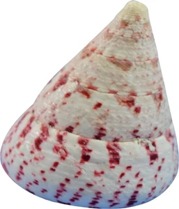 Strawberry Trochus Craft Shells Bulk Seashells Bag of Sea Shells 2-2.5" (1 Kilo) - Picture 1 of 1