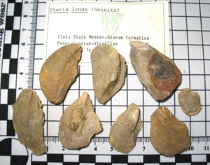 Pennsylvanian Fossil Muschel Weichtier Finis Shale Pteria Leptodesma longa 1/Bid - Bild 1 von 6