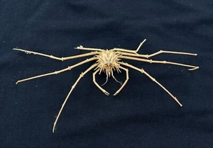 CRABS/Deep sea crab species preserved dried crabs - Picture 1 of 2