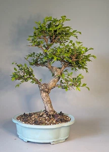 Bonsai, Japanische Ulme, ca. 18 Jahre, Höhe 46 cm - Bild 1 von 1