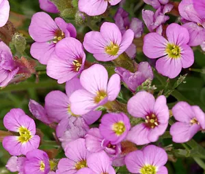 ARABIS WAND FELSENKRESSE ROSA Arabis Alpina Caucasica Rosea - 100 Samen in loser Schüttung - Bild 1 von 1