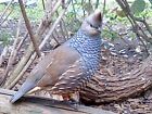12+ 4 Blue Scaled, Gamble and Valley Quail Hatching Eggs