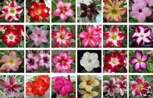 10 Seeds Adenium Obesum Desert Rose Mixed Varieties Garden Flower Plant Seeds - Picture 1 of 1