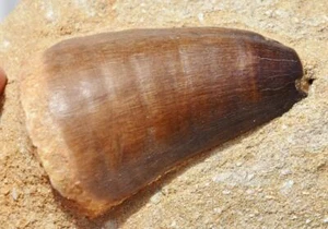 2423 Real Mosasaur Tooth 2.4" Morocco 4" matrix Dinosaur age Mosasaurus fossil - Picture 1 of 8