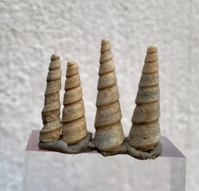 25 Carat Fossil Gastropod Turritella plebis Eocene Age Shell - Image 1 of 4