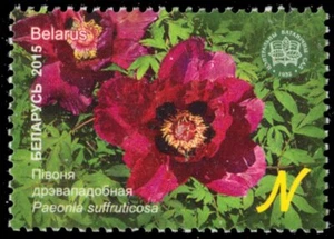 BELARUS 942 - Botanical Gardens "Paeonia" (pb93793) - Picture 1 of 1
