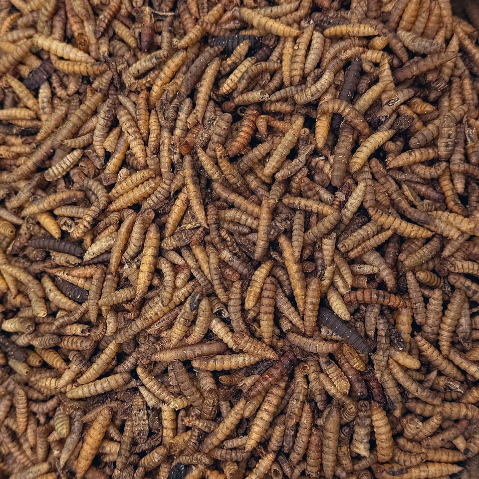 Hermetialarven Soldatenfliegenlarven getrocknet proteinreich Premium Pauls Mühle - Bild 1 von 1