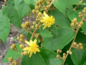 rare fruit -- grewia flavescens donkey berry -- 5 seeds - Picture 1 of 5