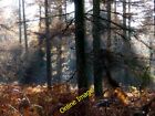 Photo 12x8 Stansted Forest Forestside Sunlight and shadow in Firtree piece c2013